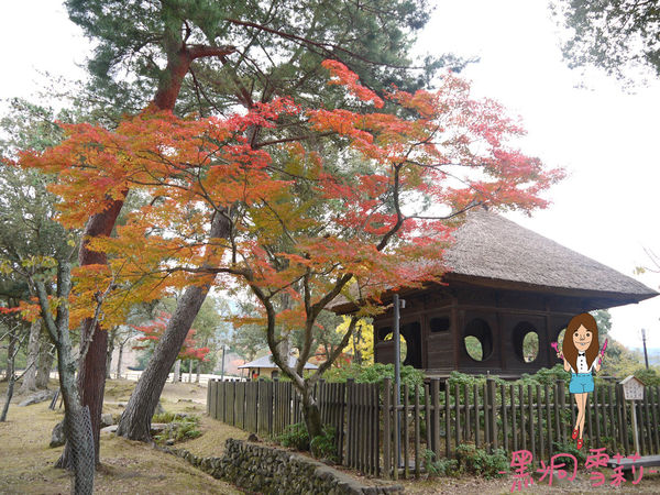 奈良公園-31.jpg